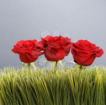Royalty Free Photo of Three Red Roses Growing Out of Artificial Green Grass
