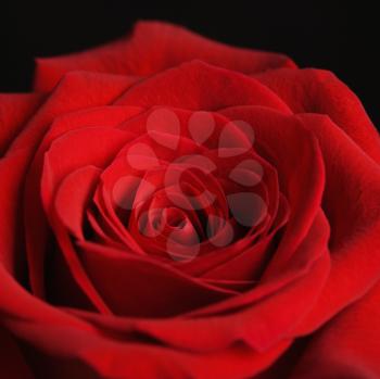 Royalty Free Photo of Close-up of a Red Rose