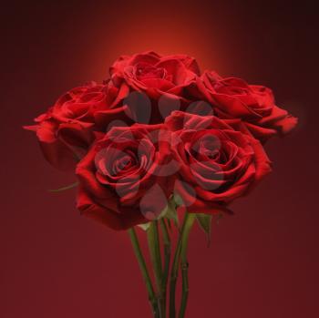 Royalty Free Photo of a Bouquet of red roses against red background