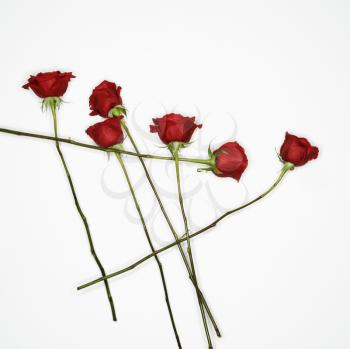 Royalty Free Photo of Long-Stemmed Red Roses