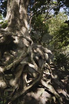 Royalty Free Photo of the Tangled Roots of a Tree