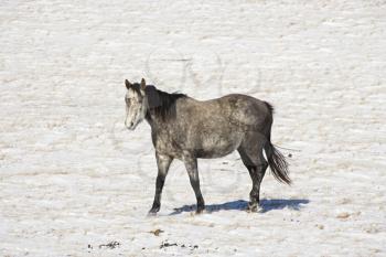 Royalty Free Photo of a Horse in a Snow Covered Pasture