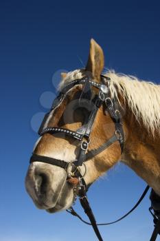 Royalty Free Photo of a Draft Horse in Harness and Blinders 