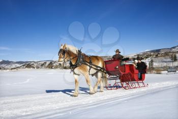 Young Caucasian couple and mid adult man on horse drawn sleigh ride through winter landscape.