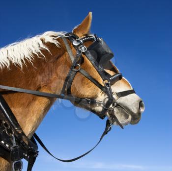 Royalty Free Photo of a Draft Horse Wearing Bridle and Blinders