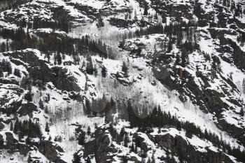 Royalty Free Photo of Snow Covered Trees on a Mountainside