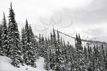 Royalty Free Photo of Snow Covered Trees on the Side of a Mountain