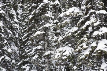 Royalty Free Photo of Snow Covered Trees in Whistler, Canada