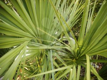Royalty Free Photo of a Tropical Plant With Long Spikey Leaves