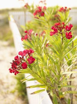 Royalty Free Photo of a Flowering Oleander Bush at a Beach Behind a White Fence