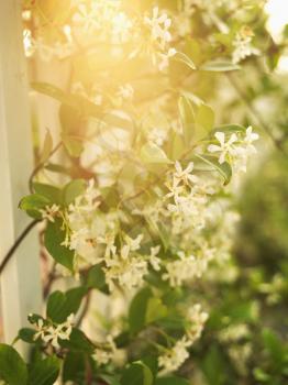Royalty Free Photo of a Sun Flare Through a Flowering Vine and White Picket Fence