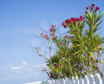 Royalty Free Photo of Tall Plants With Red Flowers Growing Beside a White Picket Fence