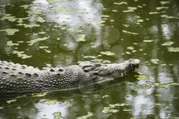 Royalty Free Photo of a Crocodile Swimming in Water in Australia