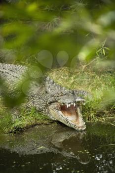 Royalty Free Photo of a Crocodile by Water Edge in, Australia