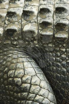 Royalty Free Photo of a Close-up of a Crocodile Showing Scaly Skin, Australia