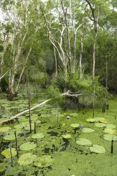 Royalty Free Photo of Green Water With Lilies and Forest, Australia