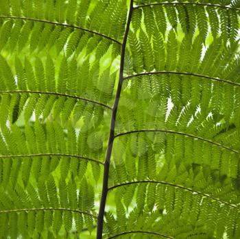 Royalty Free Photo of a Close-up of Fern Leaves, Australia