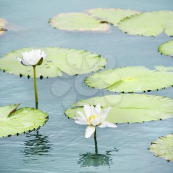 Royalty Free Photo of Water Lilies Floating in Water With White Blossoms