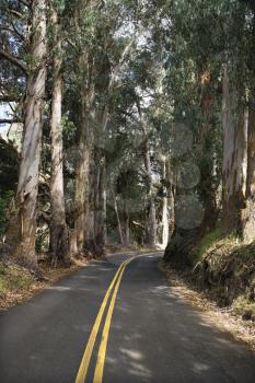 Royalty Free Photo of a Road Through a Scenic Forest