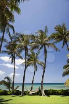 Royalty Free Photo of Palm Trees With a Hammock by the Pacific Ocean