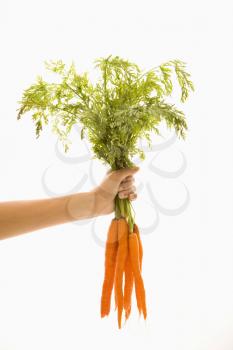 Royalty Free Photo of a Hand Holding a Bunch of Carrots