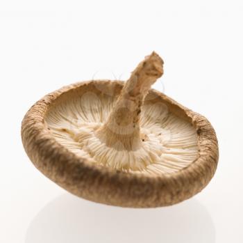 Royalty Free Photo of a Shiitake Mushroom 