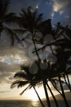 Royalty Free Photo of Palm Trees Silhouetted Against Sun Setting Over Pacific Ocean in Maui, Hawaii 