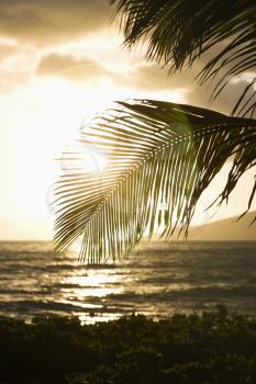 Royalty Free Photo of Palm Trees and a Sun Setting Over the Pacific Ocean in Maui, Hawaii