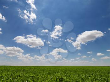 Royalty Free Photo of a Green Agricultural Field