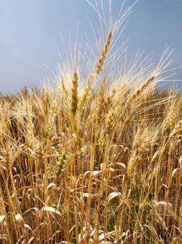 Royalty Free Photo of a Field of Wheat Ready for Harvest