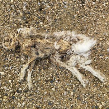 Royalty Free Photo of a Dead and Decomposed Rabbit
