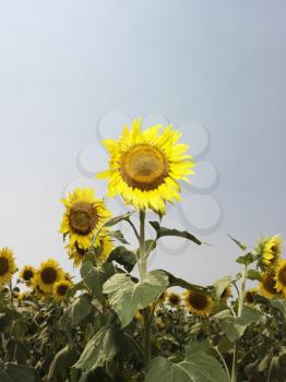 Royalty Free Photo of a Yellow Sunflower Field