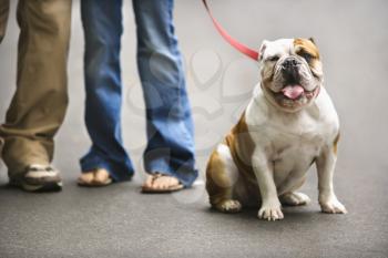 Royalty Free Photo of Legs of a Couple With an English Bulldog on a Leash
