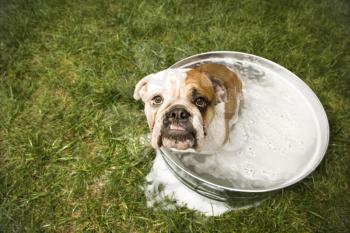 Royalty Free Photo of an English Bulldog Looking Up From a Tub of Bath Water