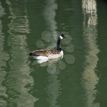 Royalty Free Photo of a Duck Floating on a Green Lake in Sacramento, California