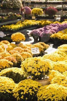 Royalty Free Photo of an Outdoor Garden Center With Rows of Flowering Mum Plants