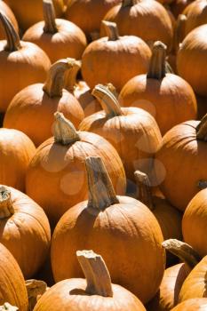Royalty Free Photo of Pile of Autumn Pumpkins at an Outdoor Market