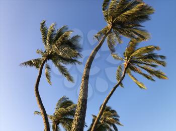 Royalty Free Photo of Palm Trees Against a Blue Sky Blowing in the Wind in Maui, Hawaii