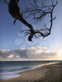 Tree branch in foreground of Maui, Hawaii beach scene.