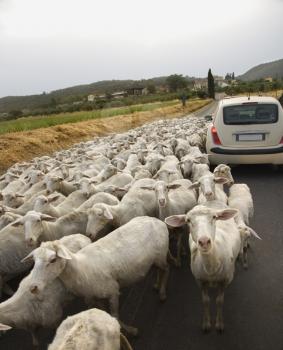 Tilted view of sheared sheep on rural road with a car trying to pass. One sheep is looking at the camera. Vertical shot.