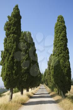 Rural road in Tuscany, Italy, lined with cypress trees. Vertical shot.