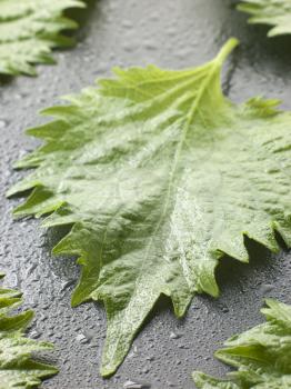 Royalty Free Photo of Shiso Leaves