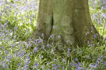 Royalty Free Photo of Bluebells in a Woodlot