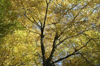 Royalty Free Photo of a Tree Canopy in Autumn