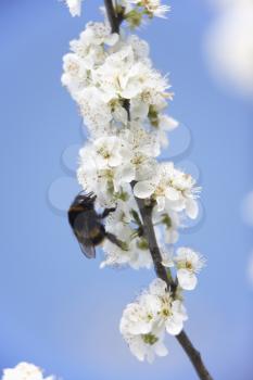 Royalty Free Photo of a Bumblebee on an Apple Blossom