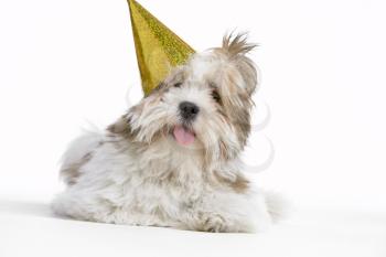 Royalty Free Photo of a Lhasa Apso in a New Year's Hat