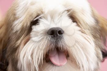 Royalty Free Photo of a Lhasa Apso