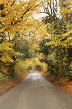 Royalty Free Photo of a Country Road in Autumn