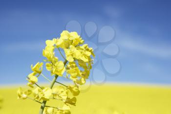 Royalty Free Photo of a Rapeseed Field