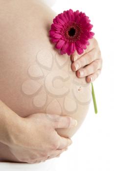 Royalty Free Photo of a Pregnant Woman With a Gerbera Daisy